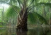 Uma palmeira guardada em herbários empurrou sua distribuição 515 quilômetros e provou que uma espécie conhecida do Peru e da Bolívia também vive no Brasil