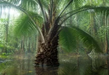 Uma palmeira guardada em herbários empurrou sua distribuição 515 quilômetros e provou que uma espécie conhecida do Peru e da Bolívia também vive no Brasil