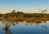 Parque de Roraima recebeu apenas 905 visitas em 2022 e preserva uma das maiores diversidades de aves da Amazônia