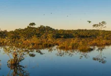 Parque de Roraima recebeu apenas 905 visitas em 2022 e preserva uma das maiores diversidades de aves da Amazônia
