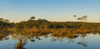 Parque de Roraima recebeu apenas 905 visitas em 2022 e preserva uma das maiores diversidades de aves da Amazônia