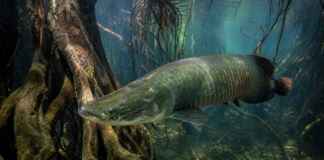 O que os peixes fazem durante a cheia pode revelar mudanças que uma régua instalada no rio não consegue mostrar