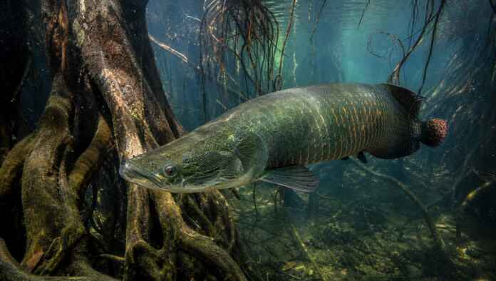 peixe-contador-da-cheia-amazonia