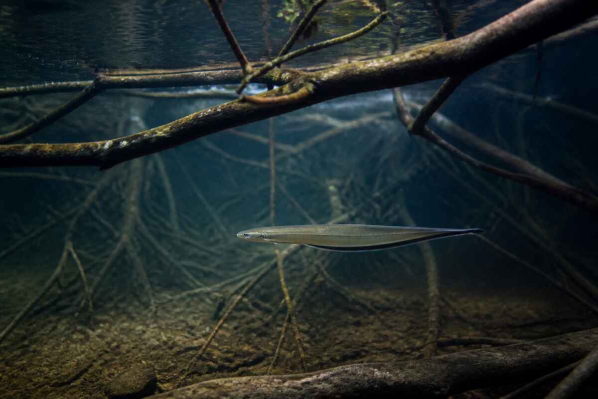 peixe rio represado dieta amazonia