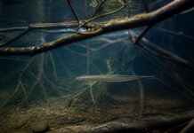 Eu acompanhei o pulso de um rio e descobri como uma barragem muda a alimentação de um peixe elétrico
