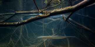 Eu acompanhei o pulso de um rio e descobri como uma barragem muda a alimentação de um peixe elétrico