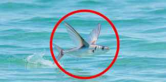 O peixe acelera debaixo d'água, rompe a superfície e abre as nadadeiras peitorais como asas rígidas; no ar cerca de oitocentas vezes mais leve que o mar, ele plana dezenas de metros para fugir de predadores no Atlântico Peixe-voador logo acima da água com as nadadeiras peitorais bem abertas em planagem sobre o mar tropical