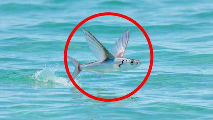 Peixe-voador logo acima da água com as nadadeiras peitorais bem abertas em planagem sobre o mar tropical