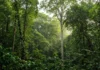 Parceria com povo Panará aponta possível nova espécie de árvore na Amazônia e revela convivência diária com antas e porcos-do-mato em território indígena