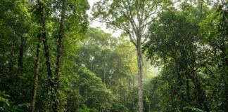 Parceria com povo Panará aponta possível nova espécie de árvore na Amazônia e revela convivência diária com antas e porcos-do-mato em território indígena