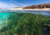 “Isto não é alga”: as plantas que cobrem praias formam um pulmão verde capaz de guardar carbono sob a areia por séculos