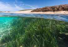 “Isto não é alga”: as plantas que cobrem praias formam um pulmão verde capaz de guardar carbono sob a areia por séculos