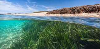 “Isto não é alga”: as plantas que cobrem praias formam um pulmão verde capaz de guardar carbono sob a areia por séculos