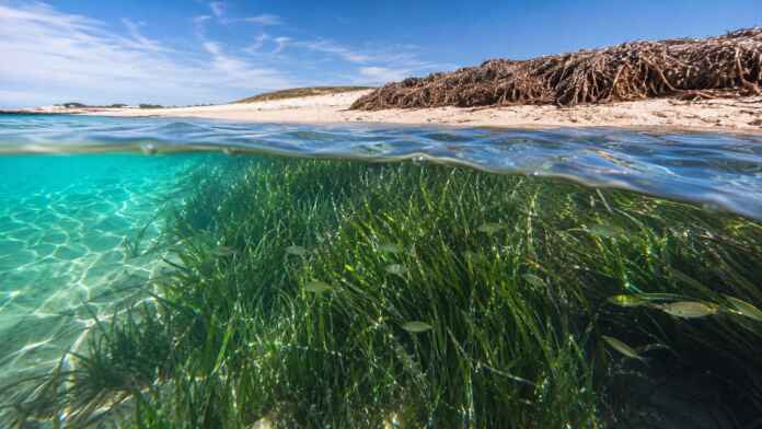 pradarias-marinhas-nao-sao-algas