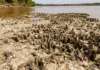 A seca de 2024 baixou um rio do Acre e expôs plataformas cobertas por ostras de água doce que formavam recifes nunca descritos