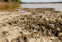 A seca de 2024 baixou um rio do Acre e expôs plataformas cobertas por ostras de água doce que formavam recifes nunca descritos