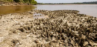 A seca de 2024 baixou um rio do Acre e expôs plataformas cobertas por ostras de água doce que formavam recifes nunca descritos