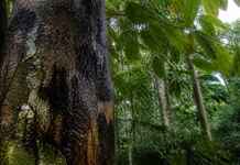 A árvore que não deixa a água escapar ajuda cientistas a identificar as florestas mais resistentes à seca