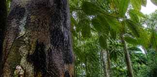 A árvore que não deixa a água escapar ajuda cientistas a identificar as florestas mais resistentes à seca