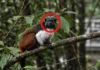 Sauim-de-coleira sobrevive em fragmentos de mata dentro de Manaus e se torna o primata amazônico com a menor área de ocorrência do Brasil