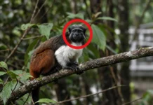 Sauim-de-coleira sobrevive em fragmentos de mata dentro de Manaus e se torna o primata amazônico com a menor área de ocorrência do Brasil