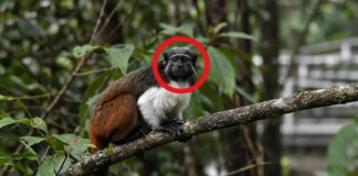 Sauim-de-coleira sobrevive em fragmentos de mata dentro de Manaus e se torna o primata amazônico com a menor área de ocorrência do Brasil
