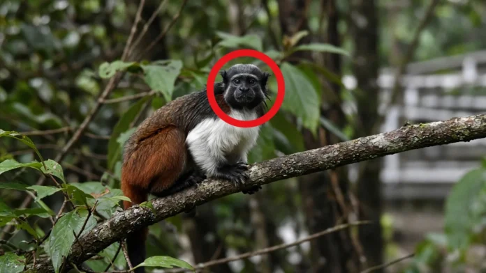 sauim-de-coleira-manaus-primata-ameacado-amazonia
