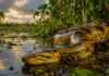 Ela é chamada de sucuri-amarela “da Amazônia”, mas o mapa revela uma história bem diferente