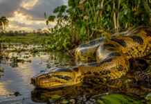 Ela é chamada de sucuri-amarela “da Amazônia”, mas o mapa revela uma história bem diferente