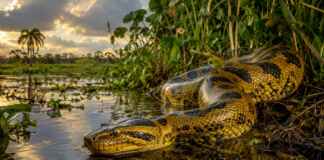Ela é chamada de sucuri-amarela “da Amazônia”, mas o mapa revela uma história bem diferente