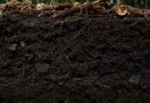 Muito antes de virar objeto de pesquisa, a terra preta da Amazônia já registrava a história de quem viveu na floresta