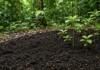 Terra preta criada por povos indígenas aumenta em até 88% o crescimento de árvores nativas e cientistas tentam reproduzir seus efeitos para restaurar a Amazônia