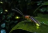 Cinco vaga-lumes amazônicos entraram para a ciência em uma revisão que encontrou antenas bifurcadas inéditas entre seus parentes luminosos