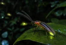 Cinco vaga-lumes amazônicos entraram para a ciência em uma revisão que encontrou antenas bifurcadas inéditas entre seus parentes luminosos