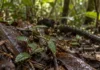 Planta encontrada em Manaus ganhou o nome da cidade e já nasceu para a ciência sob alerta máximo de extinção