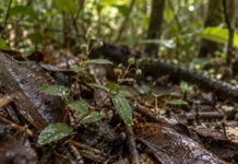Planta encontrada em Manaus ganhou o nome da cidade e já nasceu para a ciência sob alerta máximo de extinção