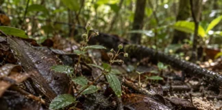 Planta encontrada em Manaus ganhou o nome da cidade e já nasceu para a ciência sob alerta máximo de extinção