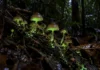 Cogumelo encontrado sobre folhas mortas no rio Cuieiras acendeu uma luz verde que às vezes pulsa e se tornou a terceira espécie luminosa descrita na Amazônia