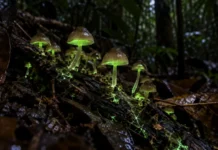 Cogumelo encontrado sobre folhas mortas no rio Cuieiras acendeu uma luz verde que às vezes pulsa e se tornou a terceira espécie luminosa descrita na Amazônia