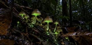 Cogumelo encontrado sobre folhas mortas no rio Cuieiras acendeu uma luz verde que às vezes pulsa e se tornou a terceira espécie luminosa descrita na Amazônia
