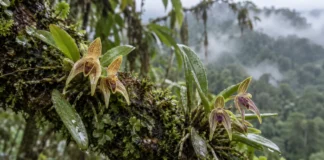 Expedição no extremo oeste do Acre encontra duas orquídeas desconhecidas e uma delas recebe o nome do povo Nukini