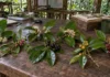 Sete árvores amazônicas receberam nome de uma vez depois que frutos, folhas e coletas antigas revelaram diferenças escondidas