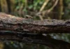Duas vespas amazônicas ficaram escondidas entre 11.210 amostras levadas à Alemanha e só ganharam nome quase 50 anos depois da coleta no igapó