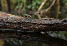 Duas vespas amazônicas ficaram escondidas entre 11.210 amostras levadas à Alemanha e só ganharam nome quase 50 anos depois da coleta no igapó