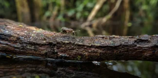 Duas vespas amazônicas ficaram escondidas entre 11.210 amostras levadas à Alemanha e só ganharam nome quase 50 anos depois da coleta no igapó