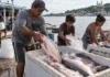 Na Amazônia, um bloco de gelo pode decidir quanto vale o trabalho de uma família antes que o peixe chegue ao mercado