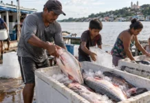 Na Amazônia, um bloco de gelo pode decidir quanto vale o trabalho de uma família antes que o peixe chegue ao mercado