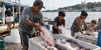 Na Amazônia, um bloco de gelo pode decidir quanto vale o trabalho de uma família antes que o peixe chegue ao mercado