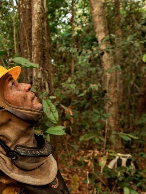 Livro ensina brigadistas a combater incêndios na floresta densa da Amazônia 1 Brigadista observa o dossel de uma floresta ombrófila densa na Amazônia, tipo de mata de copas fechadas que, até poucas décadas atrás, não pegava fogo.