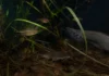 Um banco de plantas aquáticas no encontro dos rios Negro e Solimões abriga mais espécies de peixes à noite do que durante o dia